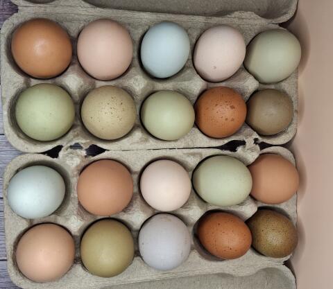 Bruteier Buntleger, Hühner, Küken