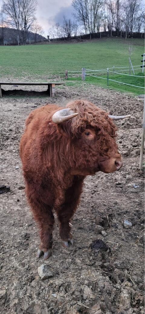 Hochlandrinder-Stier