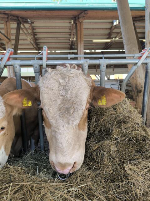 Bio FV Stier