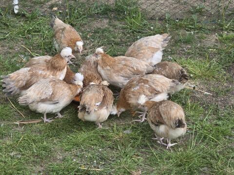 Sulmtaler Junghennen