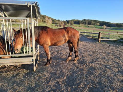 Noriker Wallach