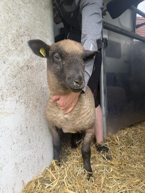 Shropshire-Schaf männlich