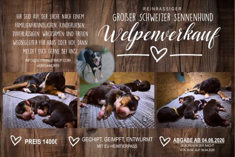 Großer Schweizer Sennenhund