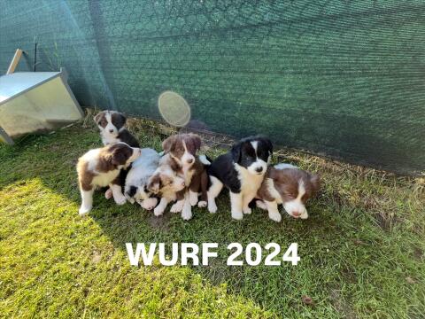 Border Collie Welpen