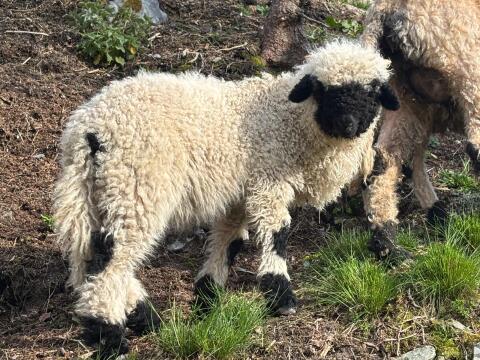 Walliser Schwarznasenlamm weiblich