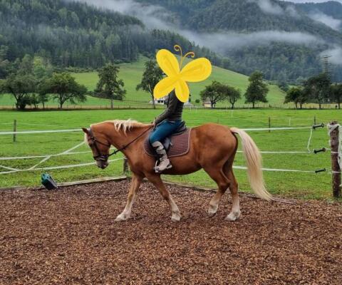 Haflinger Wallach