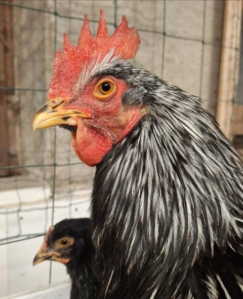 Rassegeflügel, Geflügel, Hähne, Hühner, Hahn, Huhn, Barnevelder