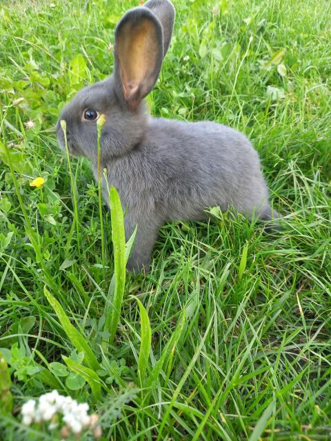 Blaue Wiener