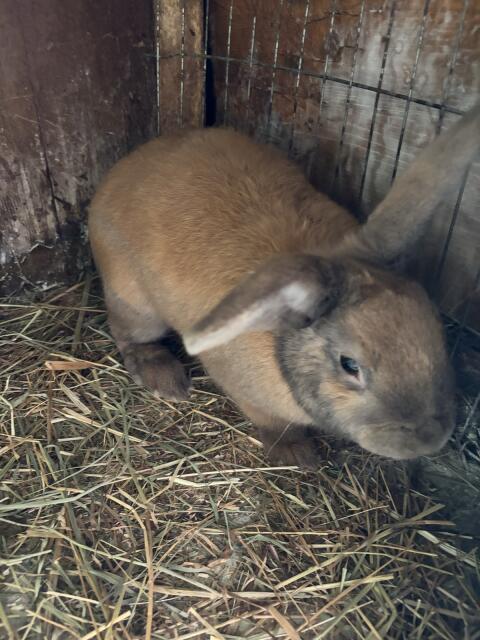 Hasen-Rammler