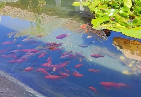 Goldfische suchen ein neues Zuhause