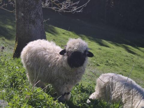 2 Walliser Schwarznasen Auenlämmer