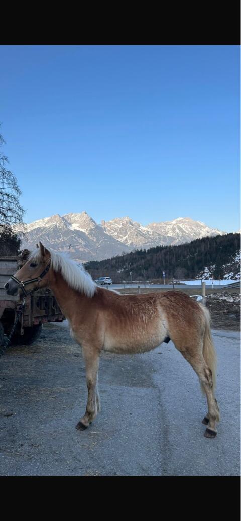 Haflinger Jährling