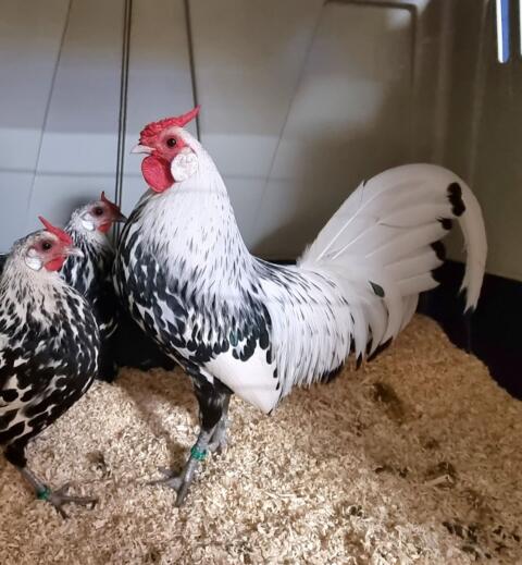 Hamburger Silberlack