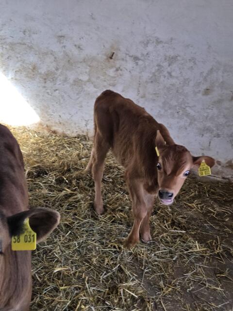 Jersey-Stierkalb, hornlos, Bio