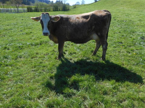 1 Bio Jungkuh BVxFV ca. 24 l MB 3,0 l/m hornlos weidegewohnt
