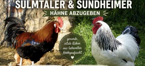 Sulmtaler, Sundheimer Küken, Hähne abzugeben