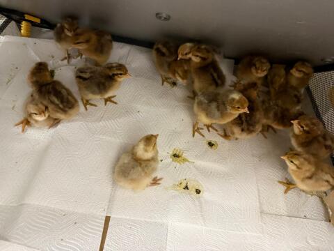 Bielefelder Kennhühner Eintagsküken