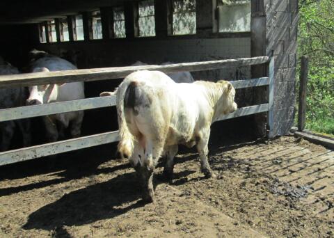 Stier Natursprung Charolais Deckstier