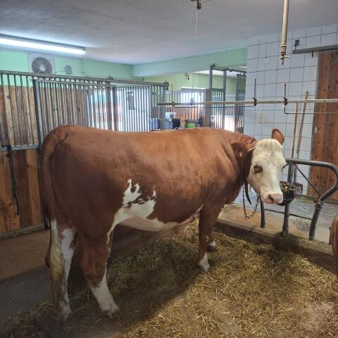 Fleckvieh zu verkaufen