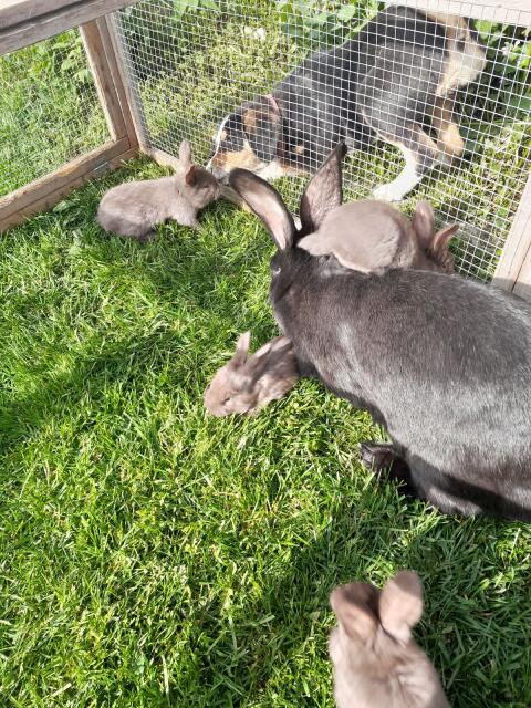 Hase, Fleischhasen