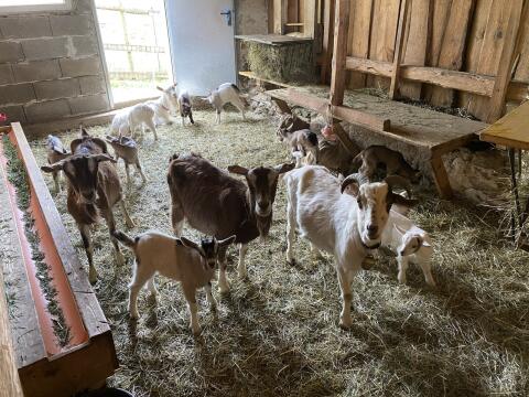 Verkaufe Milchziegen und weibliche Ziegenkitze