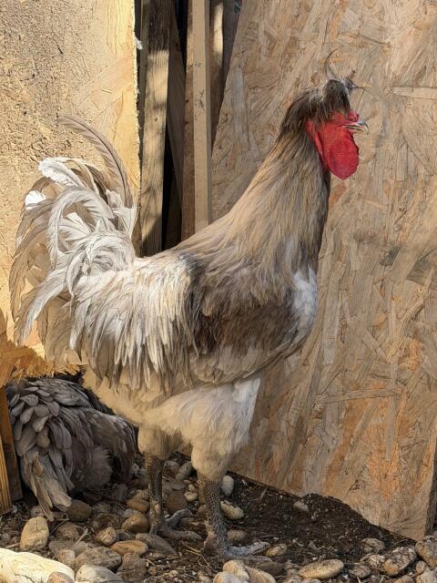 Sandschak Langkräher