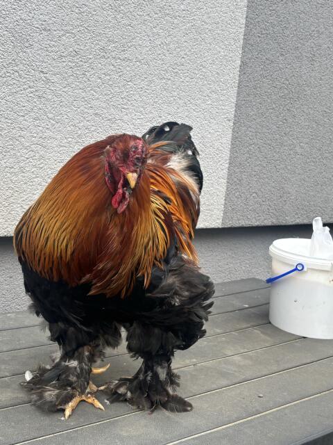 Brahma Hahn Rebhuhn