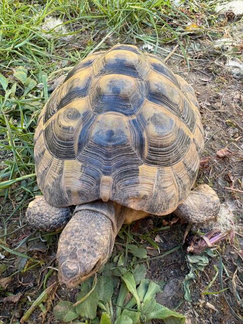 Griechische Landschildkröte
