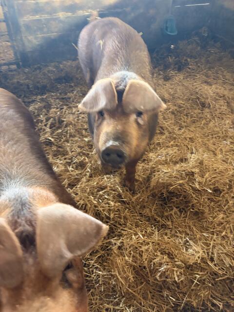 Duroc Jungzuchten