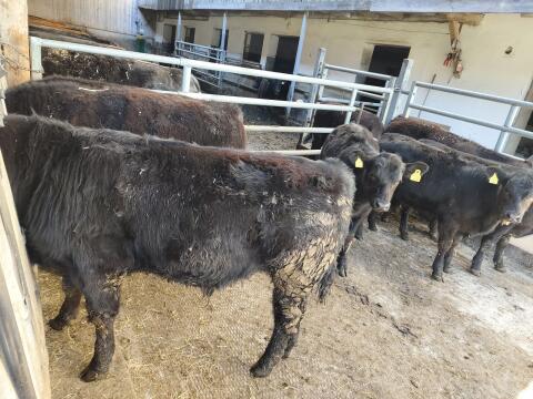 Bio-Angus-Absetzer