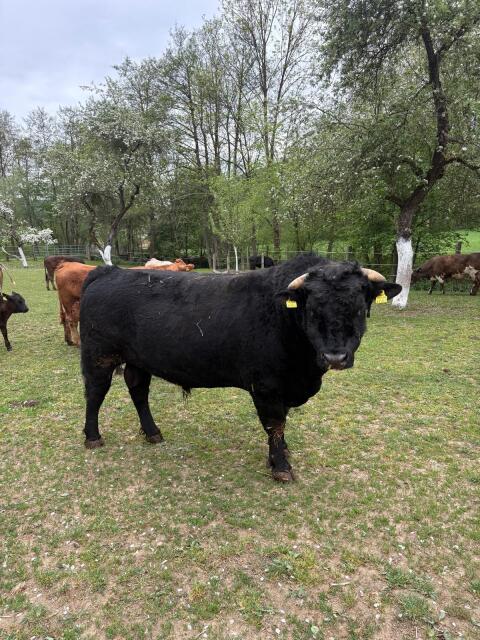 Angus/Wagyu Stier