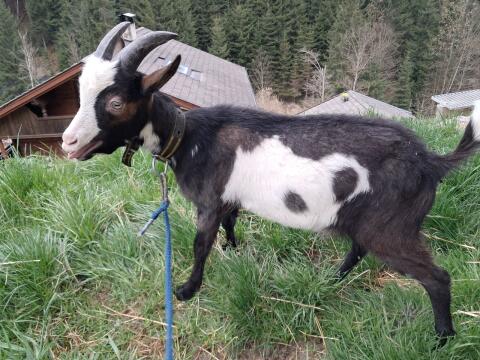 Tauernschecken-Bockkitz