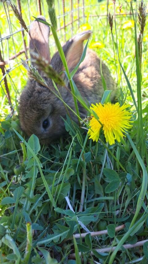 Hasen