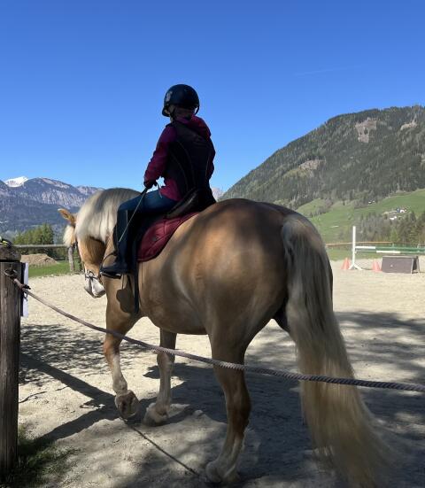 Haflinger Wallach