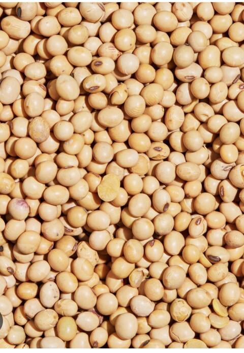 Sojabohnen-Saatgut