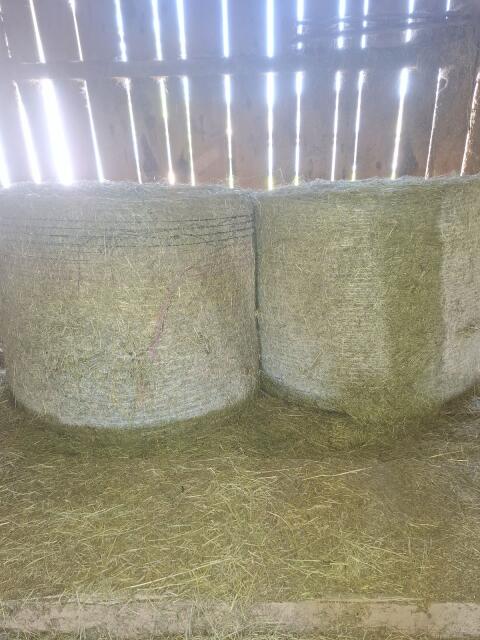 Heu in Rundballen, 1. Schnitt