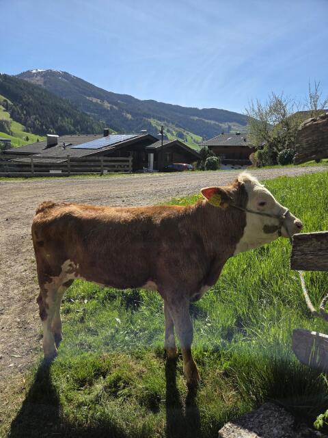 Fleckviehkalb