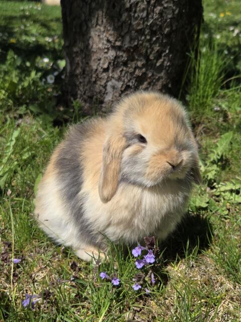 Mini Lops