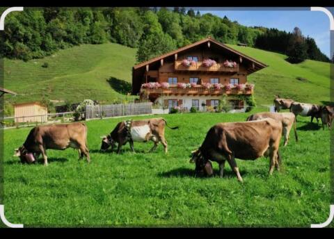 Suche Landwirtschaft, Bauernhof, Sacherl