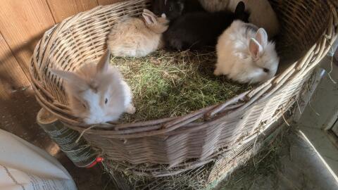 Löwenkopf Zwergkaninchen in allen Farben
