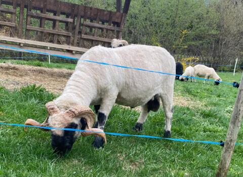 WSN Walliser Schwarznasenwidder HB G1 Arr/Arr