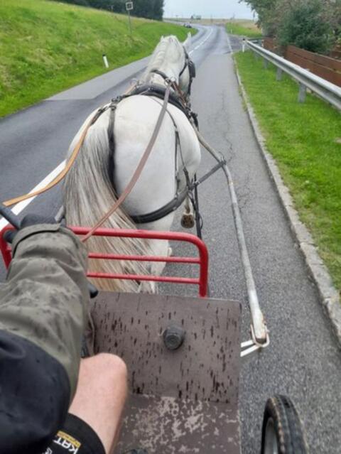 Warmblüter