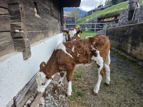 Suche Sommerplatz für weibliches Fleckviehkalb