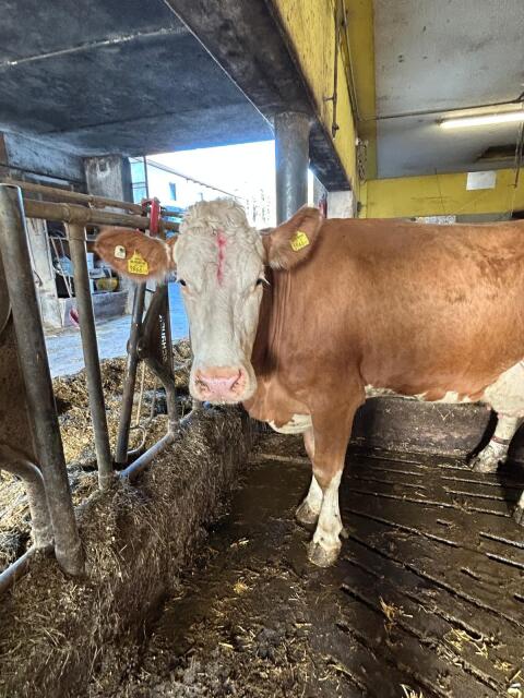 Milch- oder Mutterkuh zu verkaufen