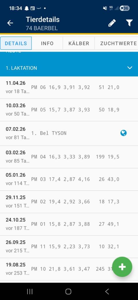 Bio Braunvieh Jungkuh mit Hörnern, dreistrichig