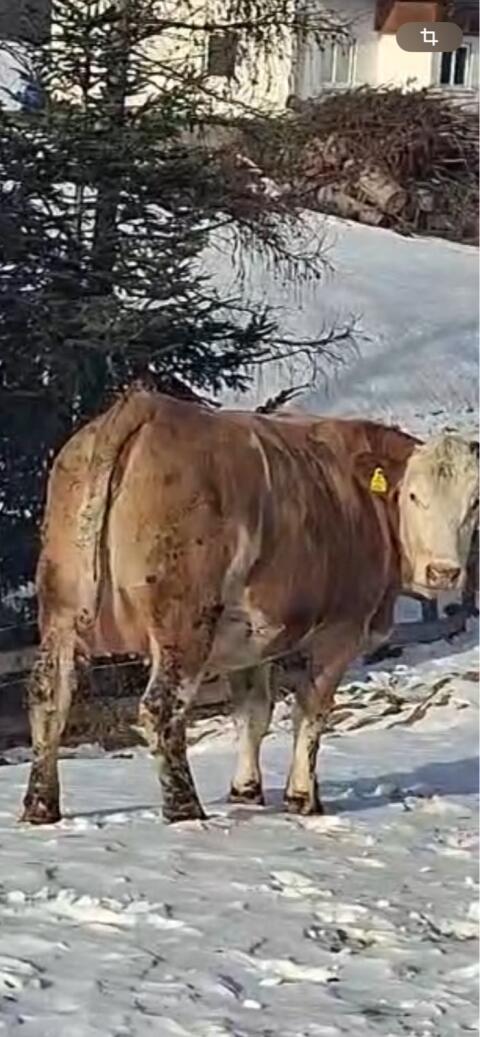 Trächtige Kalbinnen