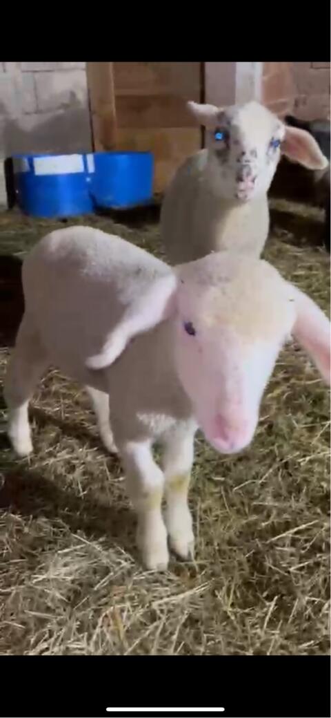 Merino Bock