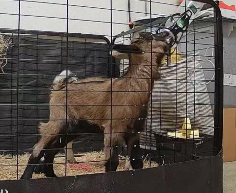 Ziegenbock