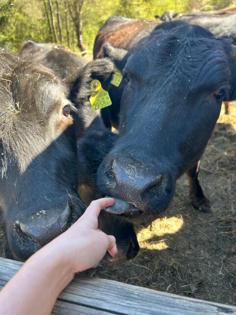Bio Wagyu-Angus