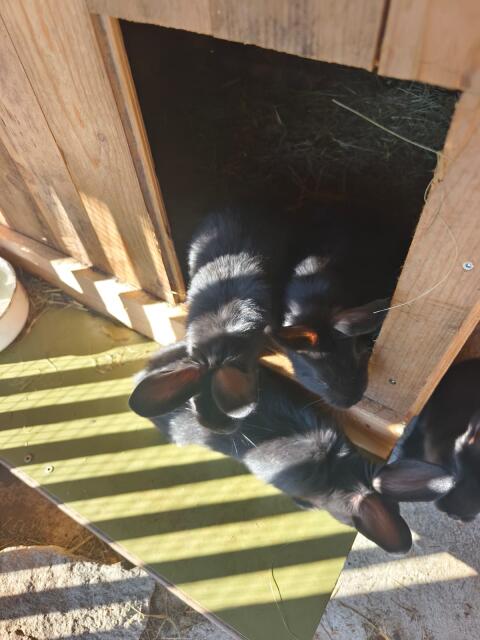 Kaninchen